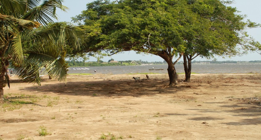 Galerie togoville arbre