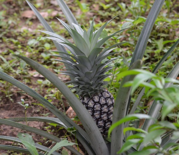 Galerie kpalimé ananas