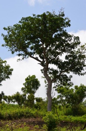 Galerie kpalimé arbre