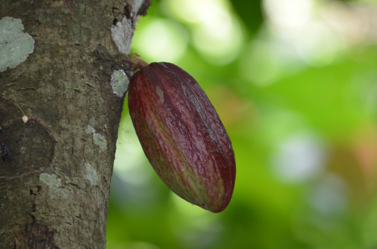Galerie kpalimé cacao